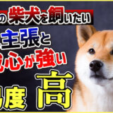 柴犬 shiba【難易度:高】成犬の柴犬を引き取る人!〇〇〇〇〇は必ずしましょう!