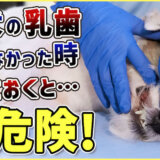 【子犬の乳歯問題】わんちゃんの乳歯…残ってしまうとどうなる?愛犬を救えるかは飼い主さん次第…!