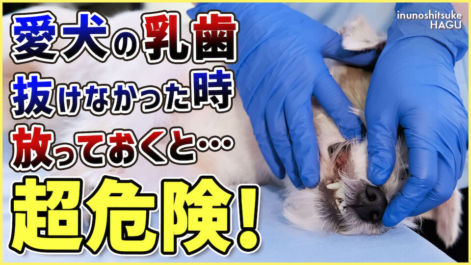 【子犬の乳歯問題】わんちゃんの乳歯…残ってしまうとどうなる?愛犬を救えるかは飼い主さん次第…!
