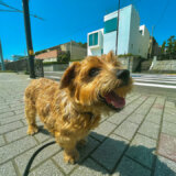 ライフスタイルが変わる時【ノーフォークテリア】Webデザイナー雪丸崇一さん愛犬バズと暮らす鎌倉生活