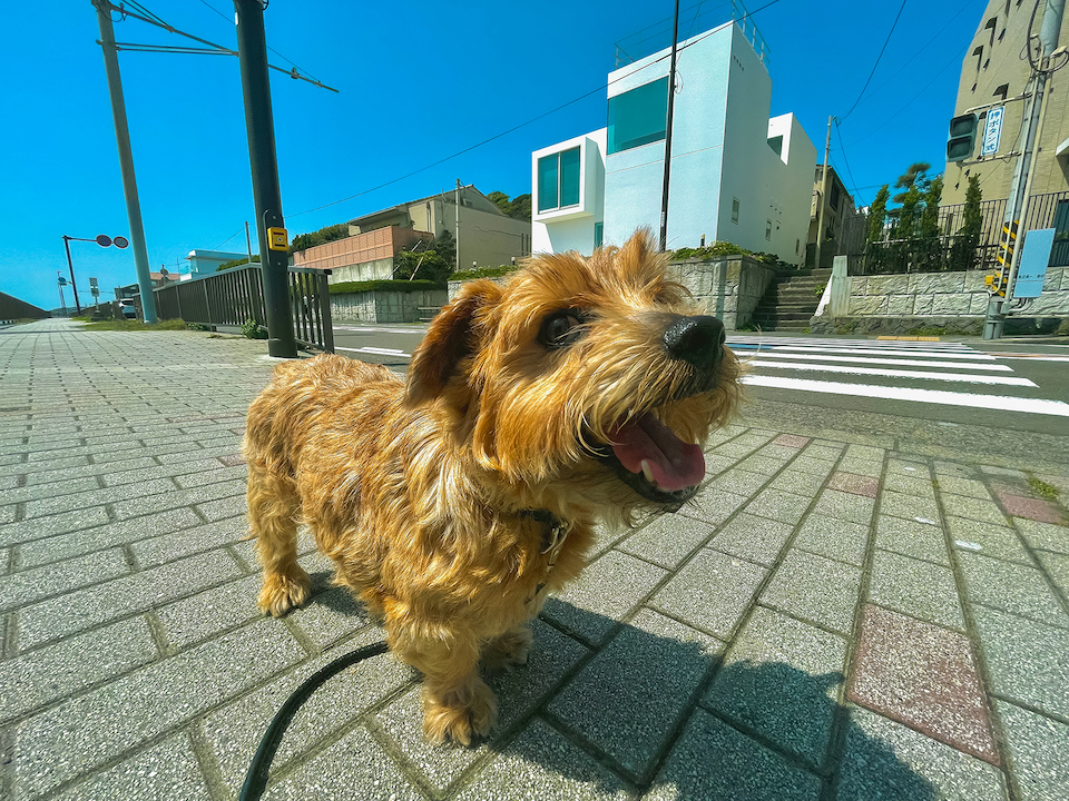 ライフスタイルが変わる時【ノーフォークテリア】Webデザイナー雪丸崇一さん愛犬バズと暮らす鎌倉生活