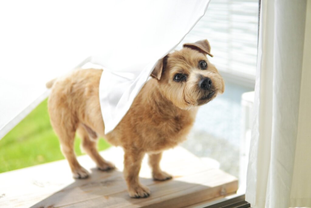 健康な身体は快適な睡眠から【ノーフォークテリア】Webデザイナー雪丸崇一さん愛犬バズと暮らす鎌倉生活