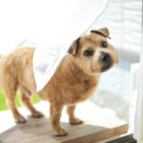 健康な身体は快適な睡眠から【ノーフォークテリア】Webデザイナー雪丸崇一さん愛犬バズと暮らす鎌倉生活