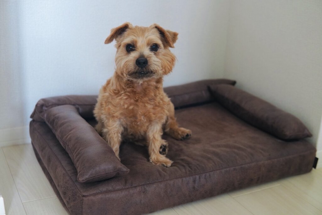 健康な身体は快適な睡眠から【ノーフォークテリア】Webデザイナー雪丸崇一さん愛犬バズと暮らす鎌倉生活