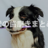 犬の専門家監修【犬の口腔ケア】 歯の健康を保つための重要なケア方法