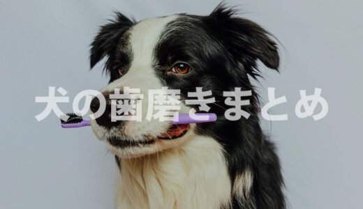 犬の専門家監修【犬の口腔ケア】 歯の健康を保つための重要なケア方法