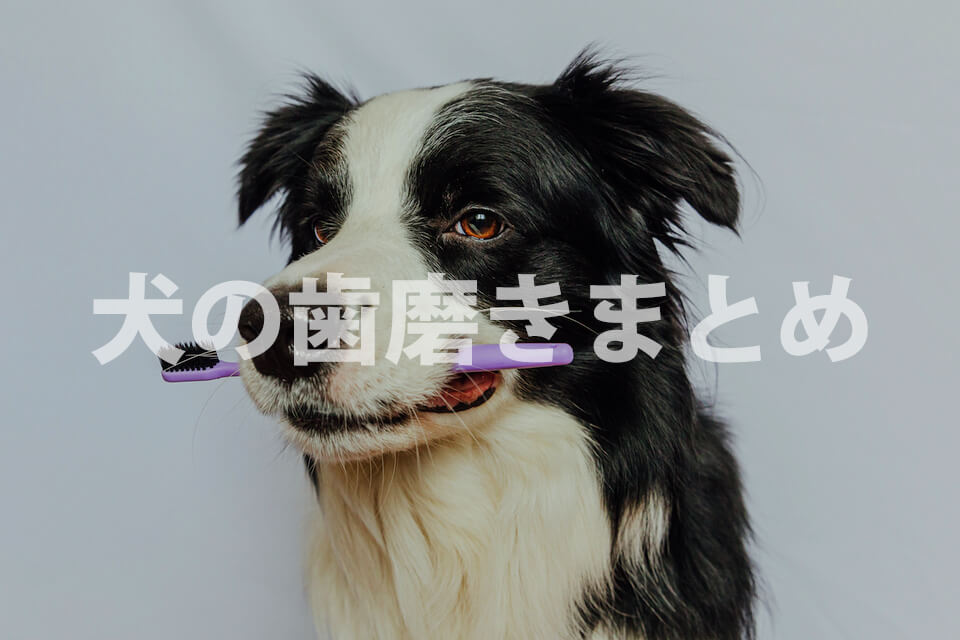 犬の専門家監修【犬の口腔ケア】 歯の健康を保つための重要なケア方法