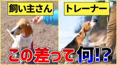 トレーナーさんの言う事は聞くのに飼い主さんの言う事は聞かない愛犬！お悩み解決します！【犬の専門家解説】