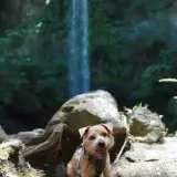 夏を取り戻す【ノーフォークテリア】Webデザイナー雪丸崇一さん愛犬バズと暮らす鎌倉生活