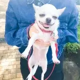 犬のしつけHAGU仕事体験インターンシップ(夏休み)にご参加頂き、ありがとうございました。チワワ お散歩