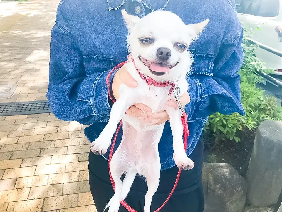 犬のしつけHAGU仕事体験インターンシップ(夏休み)にご参加頂き、ありがとうございました。チワワ お散歩