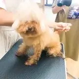 犬のしつけHAGU仕事体験インターンシップ(夏休み)にご参加頂き、ありがとうございました。ドッグサロン シャワー トイプードル