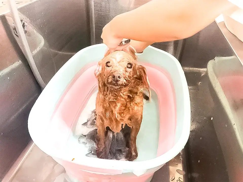犬のしつけHAGU仕事体験インターンシップ(夏休み)にご参加頂き、ありがとうございました。ドッグサロン シャワー トイプードル
