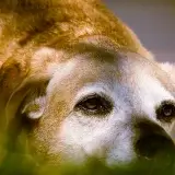 高齢者1万人調査：犬飼いは介護リスク半減、猫飼いは…【ドッグトレーナー監修】