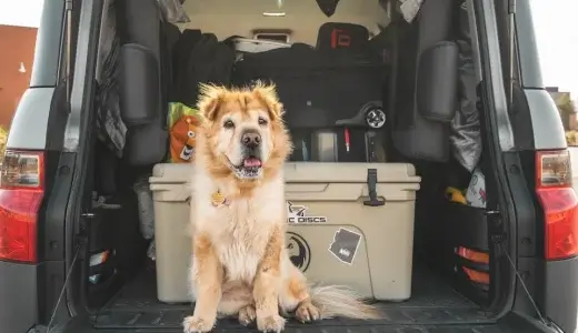 【ドッグトレーナーが解説】犬と一緒に車で旅行に行く時の10の注意