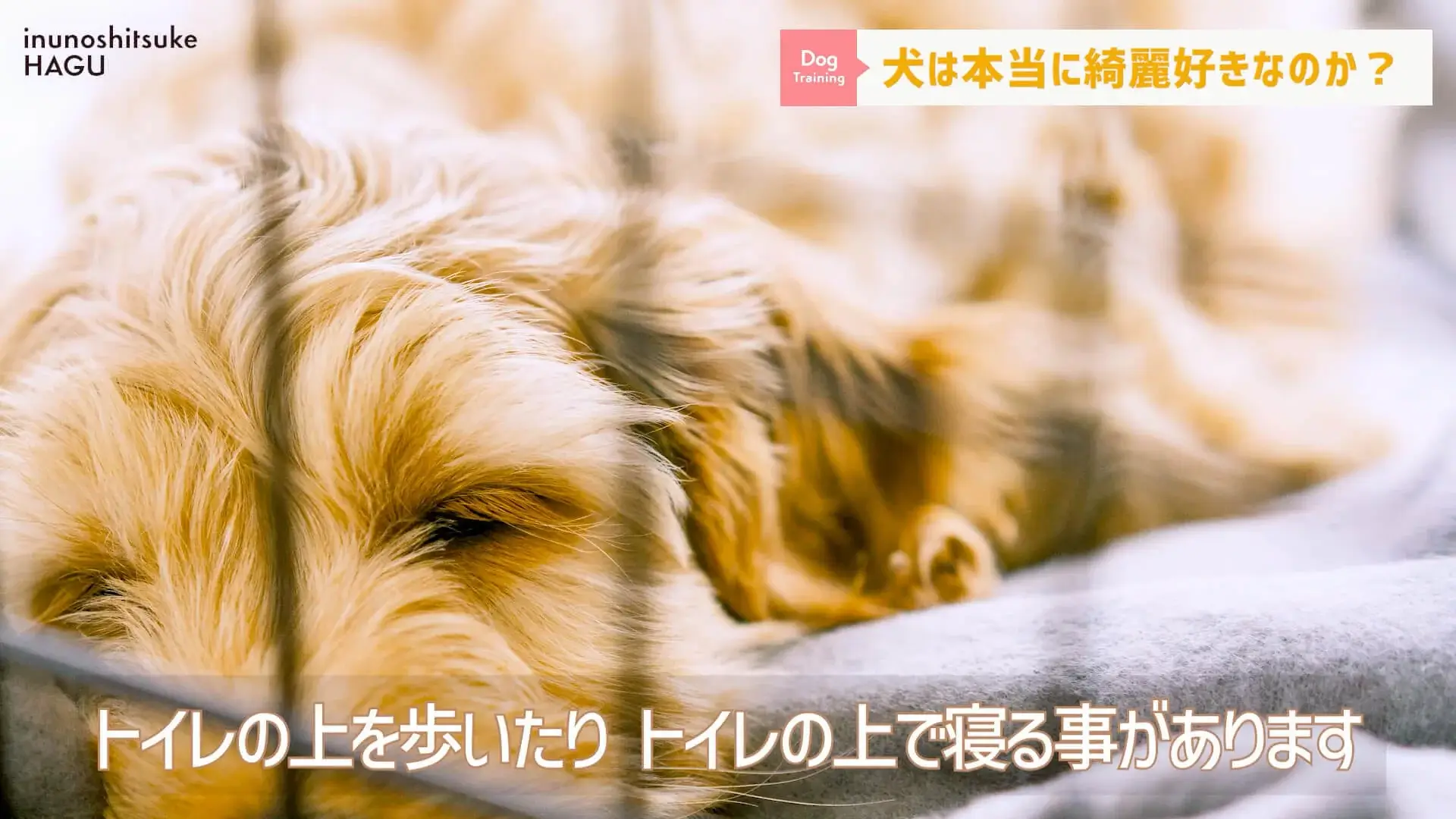 Q：わんちゃんがきれい好きって聞いたけど本当？A：〇〇です！【ドッグトレーナー解説】東京都 文京区 犬のしつけ教室 ドッグトレーナー おやつなしのしつけ 犬のしつけハグ ＨＡＧＵ合同会社