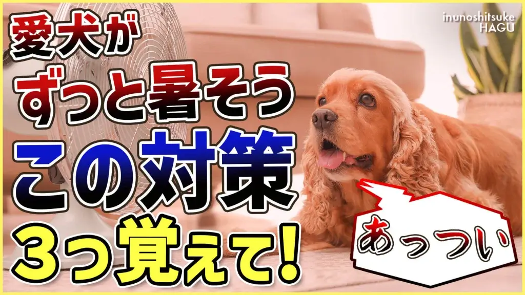 【注意】室内でも油断大敵！わんちゃんが火照ってる時の対処法３選 文京区 犬のしつけ教室 ドッグトレーナー おやつなしのしつけ 犬のしつけハグ ＨＡＧＵ合同会社