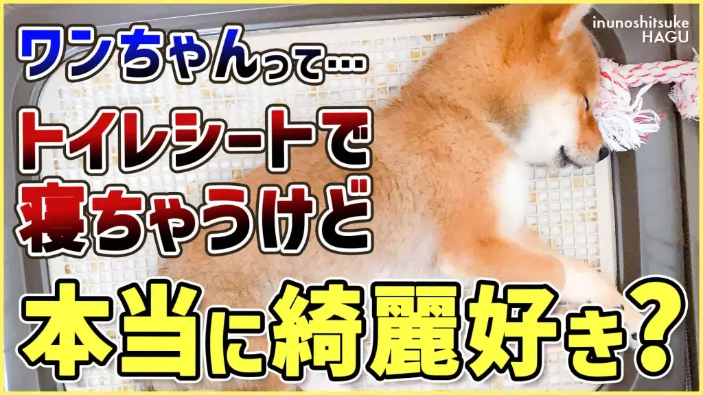 Q：わんちゃんがきれい好きって聞いたけど本当？A：〇〇です！【ドッグトレーナー解説】東京都 文京区 犬のしつけ教室 ドッグトレーナー おやつなしのしつけ 犬のしつけハグ ＨＡＧＵ合同会社