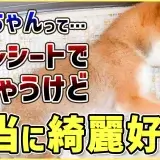 Q：わんちゃんがきれい好きって聞いたけど本当？A：〇〇です！【ドッグトレーナー解説】東京都 文京区 犬のしつけ教室 ドッグトレーナー おやつなしのしつけ 犬のしつけハグ ＨＡＧＵ合同会社