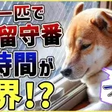 ワンちゃんって何時間お留守番できる？意外と知らない情報を解説！東京都 文京区 犬のしつけ教室 ドッグトレーナー おやつなしのしつけ 犬のしつけハグ ＨＡＧＵ合同会社