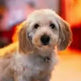 【ドッグトレーナー監修】トイレトレーニングのコツ！！【まとめ】