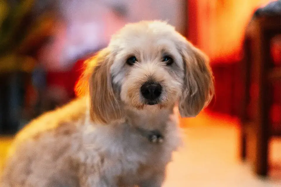 【ドッグトレーナー監修】トイレトレーニングのコツ!!【まとめ】