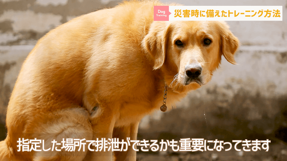 【注意喚起】災害はいつ来てもおかしくない！愛犬と自分を守るための災害対策法 排泄する犬