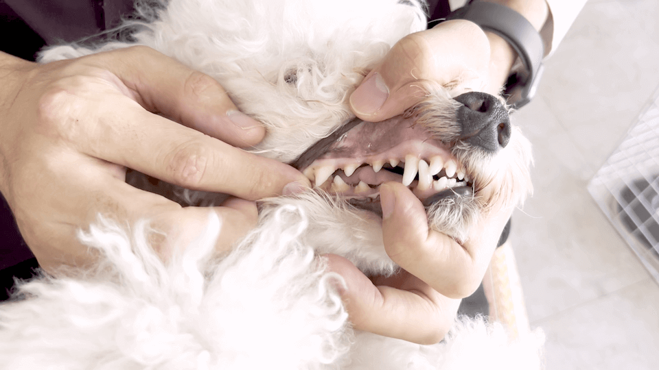 【飼い主必見】抱っこが出来ない人これを見て！プロドッグトレーナーが教える犬の抱っこの方法 犬の歯をチェック
