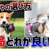 【愛犬に人気のおもちゃ】結局どう選べばいいのかわからない人これを見て！ | 初心者向け