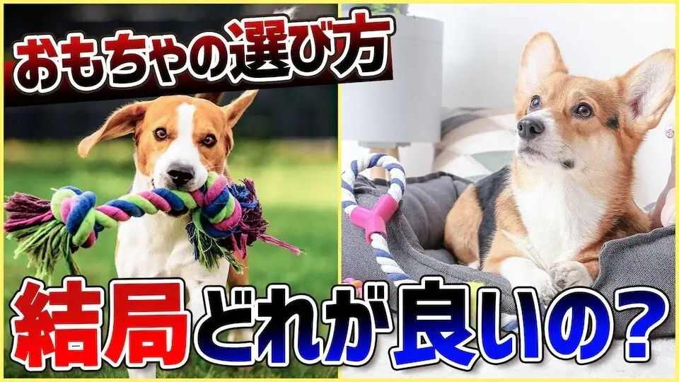 【愛犬に人気のおもちゃ】結局どう選べばいいのかわからない人これを見て！ | 初心者向け