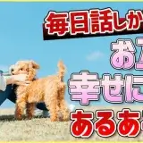 東京 文京区 犬のしつけ教室【やって損なし！】愛犬と飼い主の会話は信用獲得に必須！話しかけるとどうなるかあるあるトーク