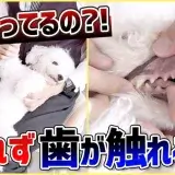 【飼い主必見】抱っこが出来ない人これを見て！プロドッグトレーナーが教える犬の抱っこの方法