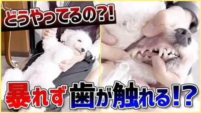 【飼い主必見】抱っこが出来ない人これを見て！プロドッグトレーナーが教える犬の抱っこの方法