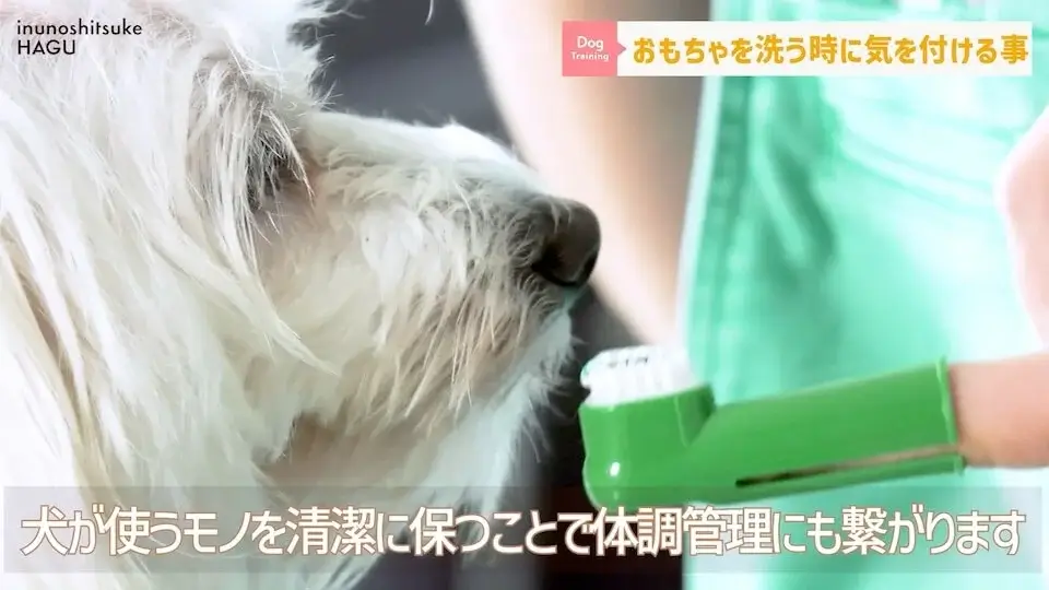 【犬のおもちゃ】愛犬が気に入ってるおもちゃ洗っても平気？〇〇のタイミングで洗いましょう