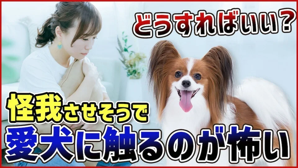 【育犬ノイローゼ】偶然でも愛犬を傷つけた…!それ、意外とわんちゃんは気にして無いかも??