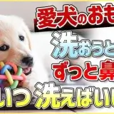 【犬のおもちゃ】愛犬が気に入ってるおもちゃ洗っても平気?〇〇のタイミングで洗いましょう