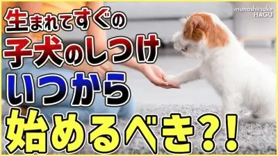 【質問返答】犬のしつけ教室ってどのタイミングで始めればいい？→〇〇直後のタイミングがベストです！