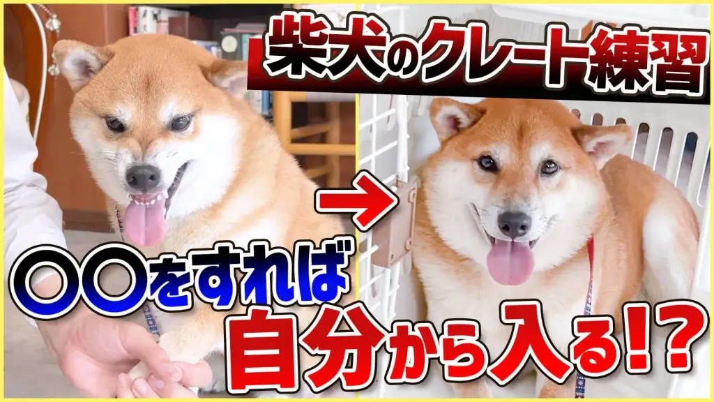 【柴犬　クレート】クレートに入らないのはただの食わず嫌いかも！クレートを好きになれる方法を解説します！