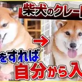 【柴犬　クレート】クレートに入らないのはただの食わず嫌いかも！クレートを好きになれる方法を解説します！
