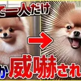 【犬 質問】特定の人にだけ威嚇して仲良くなれない時は〇〇の頻度を多くしましょう!