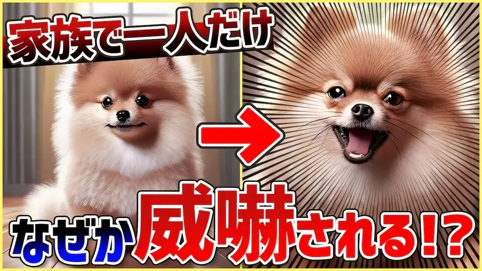 【犬 質問】特定の人にだけ威嚇して仲良くなれない時は〇〇の頻度を多くしましょう！