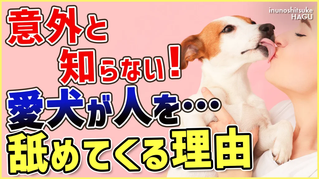 【質問回答】ワンちゃんが舐めてくる理由知っていますか？