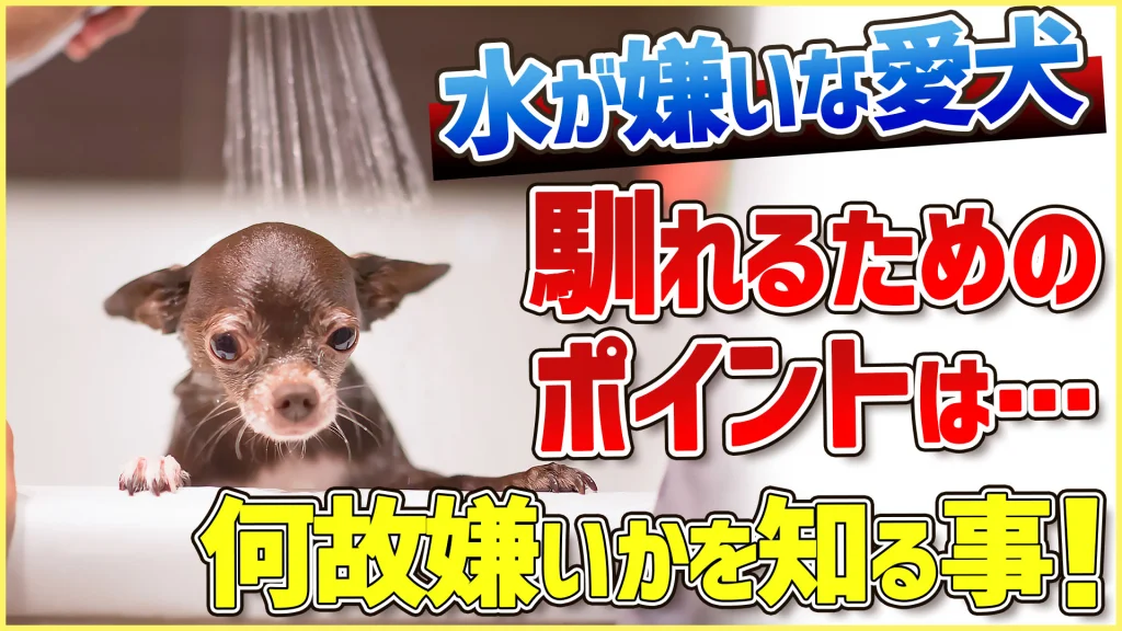 わんちゃんが水を嫌がる理由は…一つだけじゃありません!対処法を知って克服#犬のお風呂