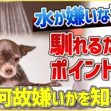 わんちゃんが水を嫌がる理由は…一つだけじゃありません！対処法を知って克服＃犬のお風呂