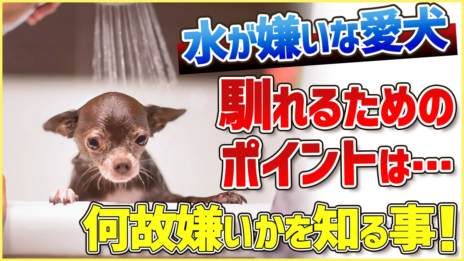 わんちゃんが水を嫌がる理由は…一つだけじゃありません！対処法を知っ