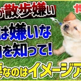 【質問】ワンちゃんのお散歩嫌いにはどうすればいい?まずは「なぜ嫌いか」を愛犬に聞きましょう!