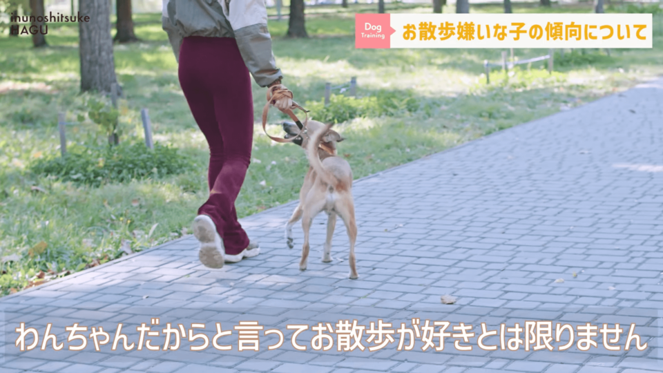 【質問】ワンちゃんのお散歩嫌いにはどうすればいい？まずは「なぜ嫌いか」を愛犬に聞きましょう！