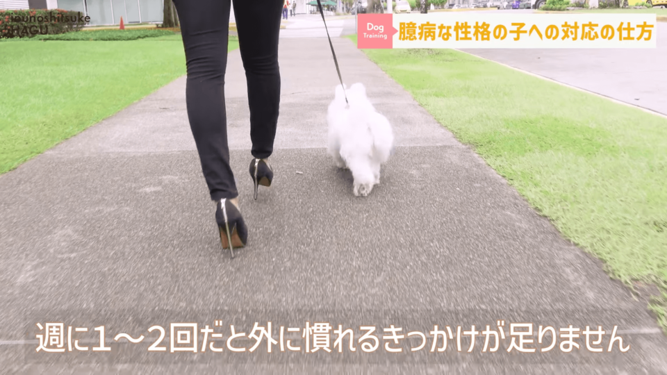 【質問】ワンちゃんのお散歩嫌いにはどうすればいい？まずは「なぜ嫌いか」を愛犬に聞きましょう！