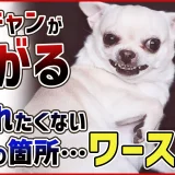 【意外と知らない】わんちゃんが触られたくない体の箇所『ワースト3』【ドッグトレーナーが選ぶ】