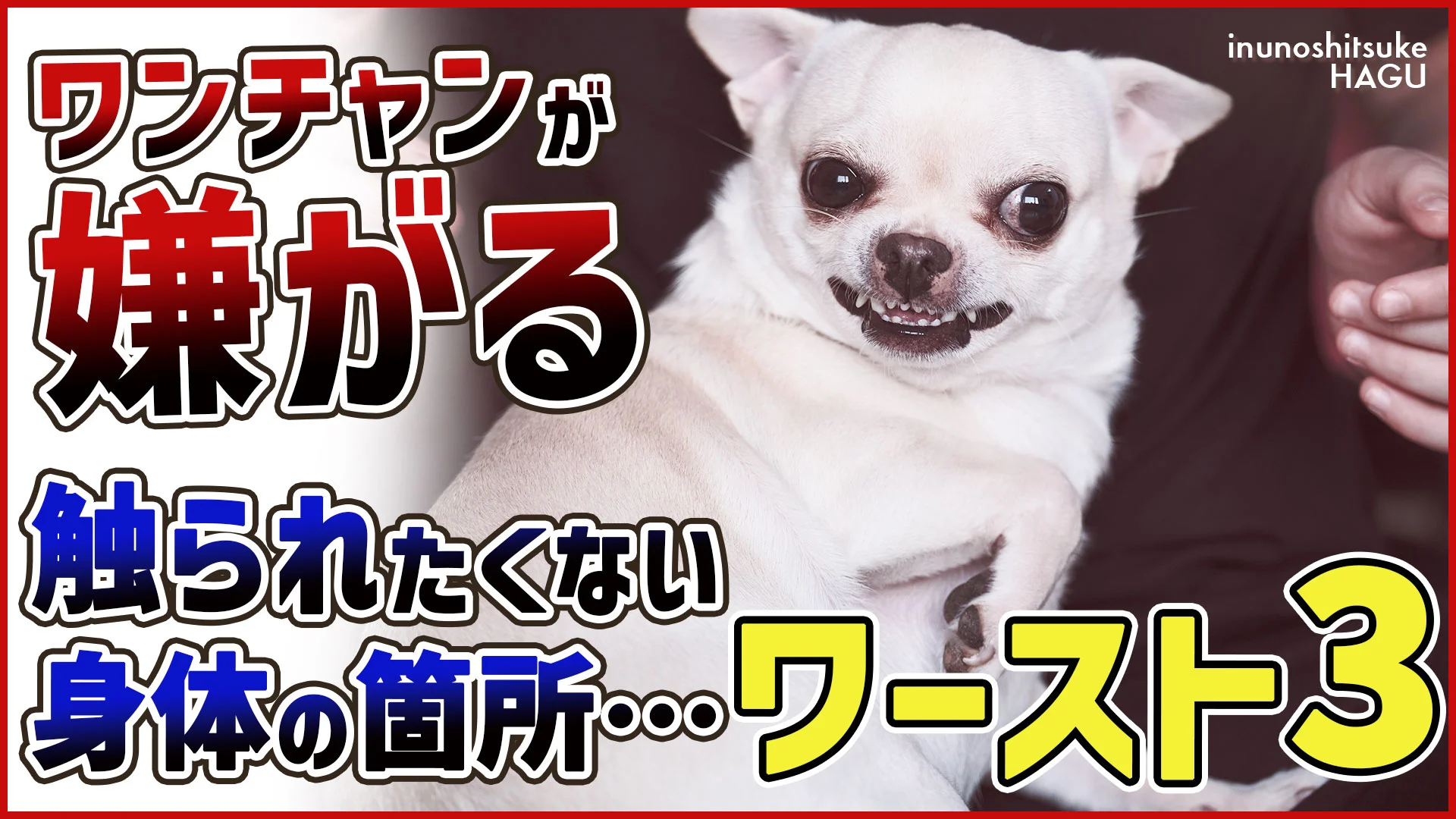 意外と知らない】わんちゃんが触られたくない体の箇所『ワースト3